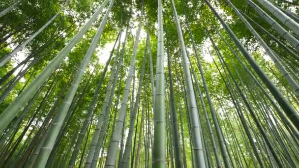 Tilt up view of Bamboo forest, Arashiyama, Kyoto, Japan — Stock Video