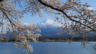 Mt.Fuji ve Cherry Blossom, göl Kawaguchiko, Yamanashi, Japan
