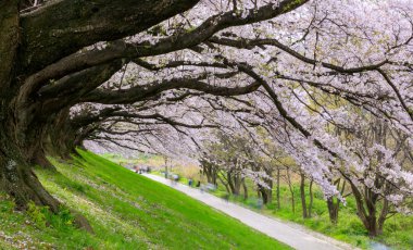 Kiraz çiçeği Sewari Nehri Bankası, Kyoto, Japonya 