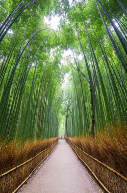 Bambu ormanı, Arashiyama, Kyoto, Japa yolu