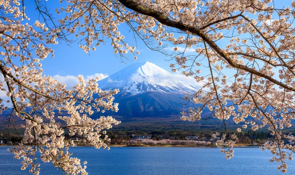 Mt. Fuji et la fleur de cerisier au lac Kawaguchiko, Japon — Photo