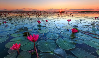 Kızıl Lotus Denizi, Nong Harn Gölü, Udon Thani, Tayland