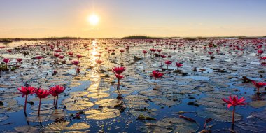 Kızıl Lotus Denizi, Nong Harn Gölü, Udon Thani, Tayland