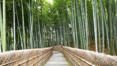 Bambu ormanı, Arashiyama, Kyoto, Japonya'nın görünümü yatırmak
