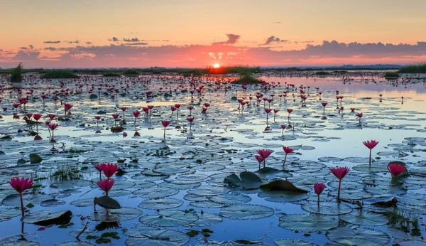 De zee van rode lotus, Lake Nong Harn, Udon Thani, Thailand — Stockfoto