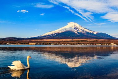 White Swan with Mount Fuji at Yamanaka lake, Yamanashi, Japan clipart