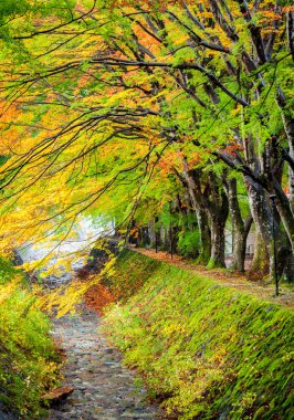 Akçaağaç koridor, Kawaguchiko Gölü, Japonya