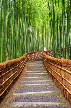 Yol bambu ormanı, Arashiyama, Kyoto, Japan