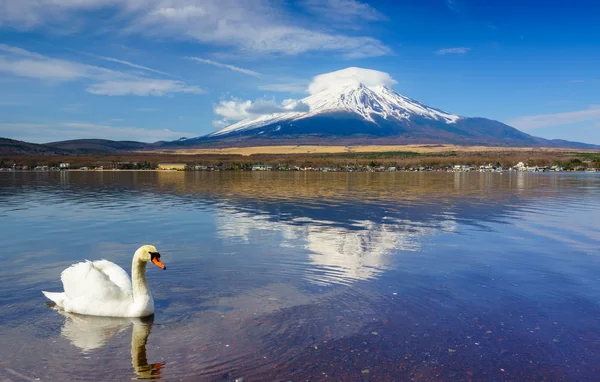 Fehér hattyú a Fuji-hegyen Yamanaka tónál, Yamanashi, Japán — Stock Fotó