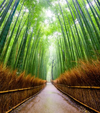 Bambu ormanı, Arashiyama, Kyoto, Japa yolu