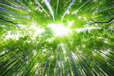 Bambu ormanı, Arashiyama, Kyoto, Japa yolu