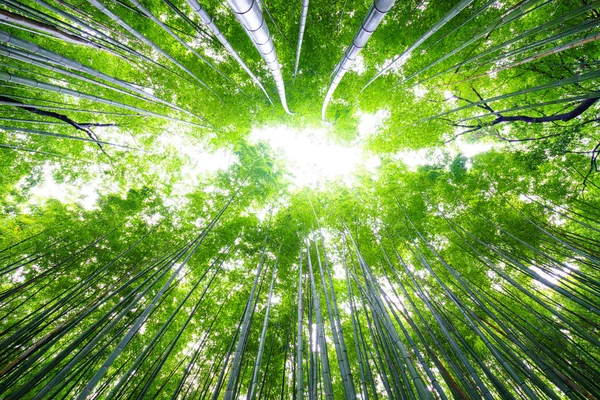 Ścieżka do bambusowy Las, Arashiyama, Kyoto, Japa — Zdjęcie stockowe