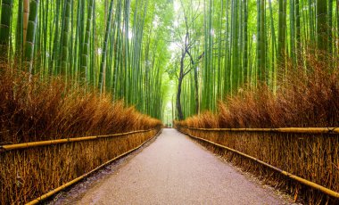 Bambu ormanı, Arashiyama, Kyoto, Japa yolu