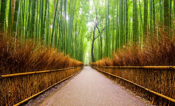 대나무 숲, 아라시 야 마, 교토, Japa 경로 — 스톡 사진