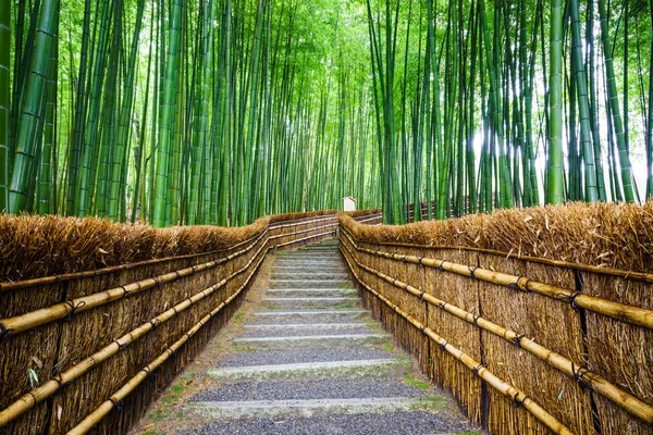 Sökvägen till bambu skog, Arashiyama, Kyoto, Japan Stockbild