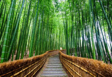 Yol bambu ormanı, Arashiyama, Kyoto, Japan