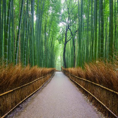 Bambu ormanı, Arashiyama, Kyoto, Japa yolu