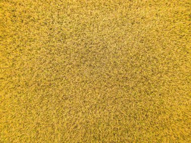 Gün batımında Bac Son pirinç tarlası vadisinin en üst görüntüsü, Lang Son, Vietnam