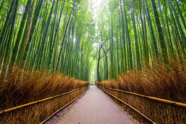 Bambu ormanı, Arashiyama, Kyoto, Japa yolu