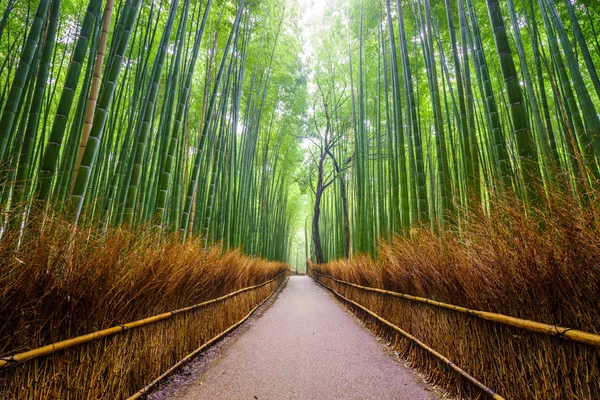 Путь к бамбуковому лесу, Арашияма, Киото, Япа — стоковое фото