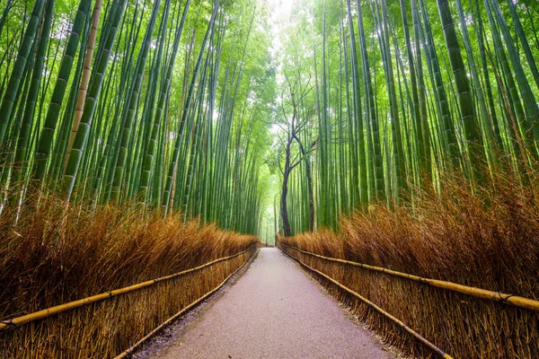 Ścieżka do bambusowy Las, Arashiyama, Kyoto, Japa — Zdjęcie stockowe