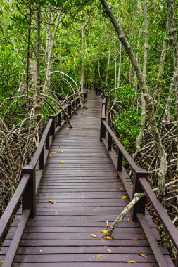Ahşap köprü orman, Prachuap Khiri Khan, Thailand