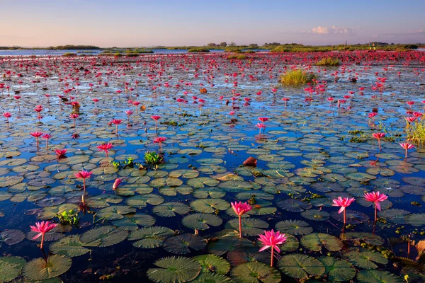 The sea of red lotus, Lake Nong Harn, Udon Thani, Thailand — Stock Photo, Image