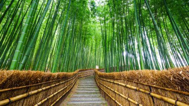 Yol bambu ormanı, Arashiyama, Kyoto, Japan