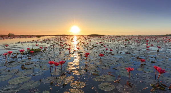 De zee van rode lotus, Lake Nong Harn, Udon Thani, Thailand — Stockfoto