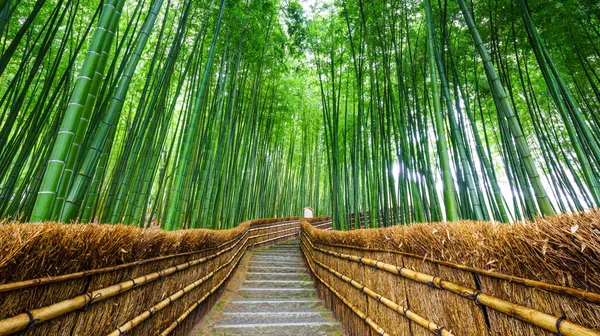 Sökvägen till bambu skog, Arashiyama, Kyoto, Japan Stockfoto