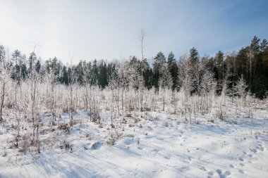 Karla kaplı ağaçlarla kaplı güzel kış manzarası