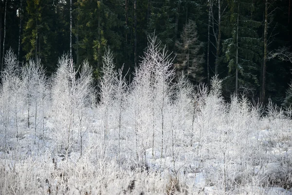Bela paisagem de inverno com árvores cobertas de neve — Fotografia de Stock