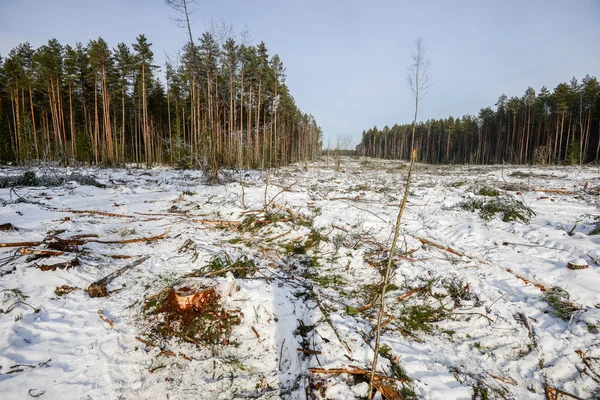 Gyönyörű téli táj hóval borított fák — Stock Fotó