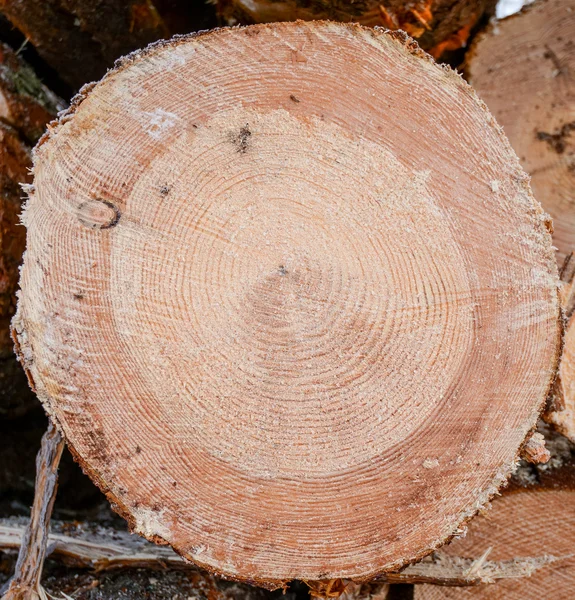 Dřevitá textura kmenu vyřezávaného stromu — Stock fotografie