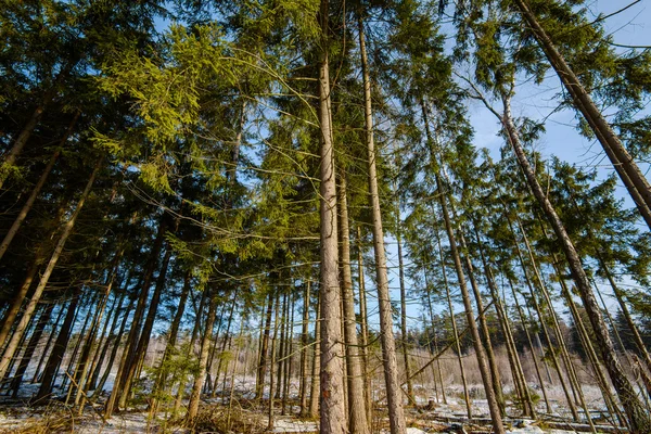 Belle forêt verte — Photo