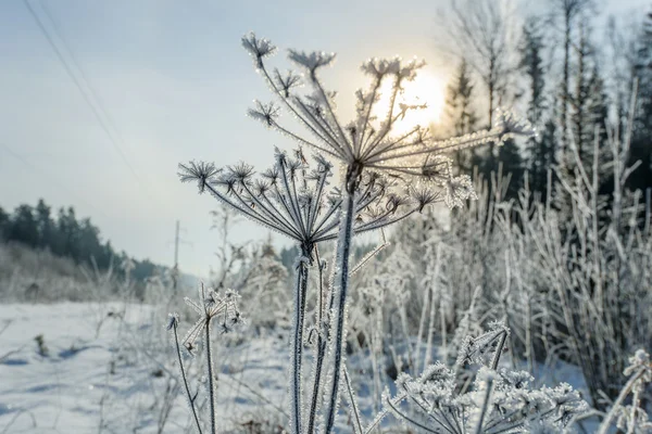 Bela paisagem de inverno com árvores cobertas de neve — Fotografia de Stock