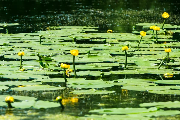 Almofadas de lírio na superfície de um lago — Fotografia de Stock