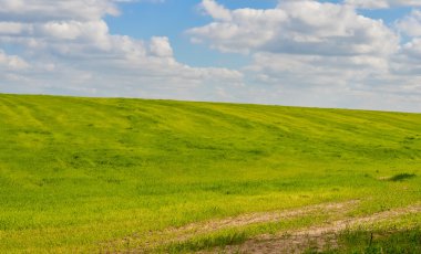Buğday tarlasıyla yaz manzarası 