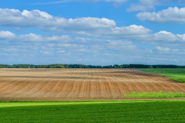Buğday tarlasıyla yaz manzarası 