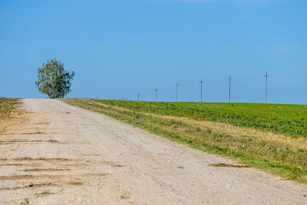Summer landscape with wheat field and road — Stock Photo, Image