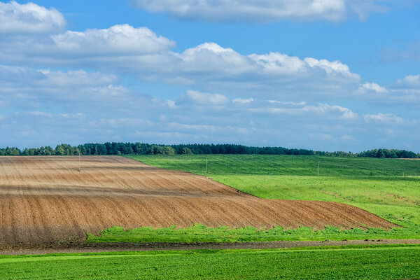 Summer landscape with wheat field 