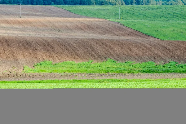 Paisagem de verão com campo de trigo — Fotografia de Stock