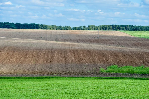 Летний пейзаж с пшеничным полем — стоковое фото
