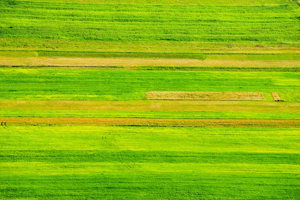 Paisaje de verano con campo de trigo — Foto de Stock