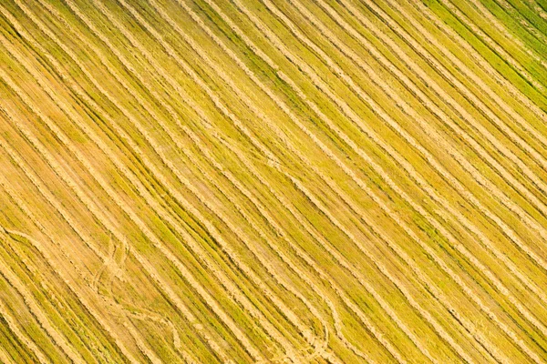 Paisagem de verão com campo de trigo — Fotografia de Stock