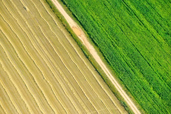 Літній пейзаж з пшеничним полем — стокове фото