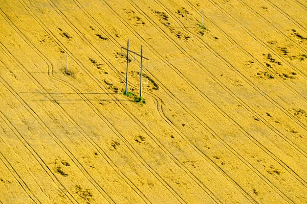 Paisagem de verão com campo de trigo — Fotografia de Stock