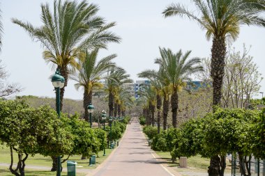 Şehir Park palmiye ağaçları. Tel Aviv, İsrail