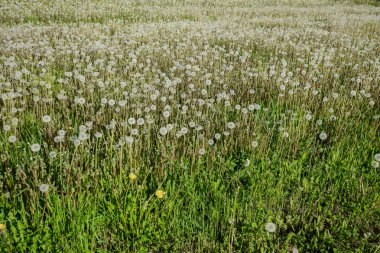 Karahindiba, panoramik doğa arka plan alanı