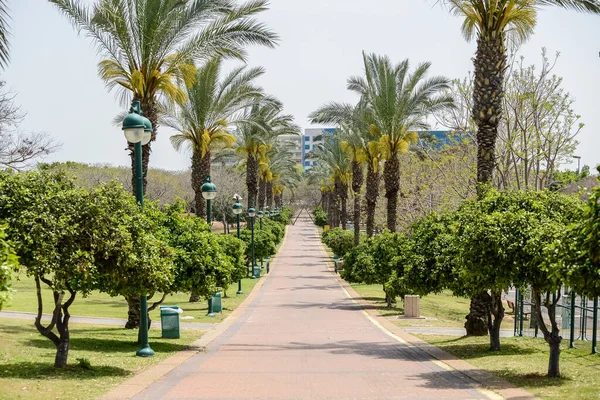 Israel. Vista del parque de la ciudad con palmeras. — Foto de Stock